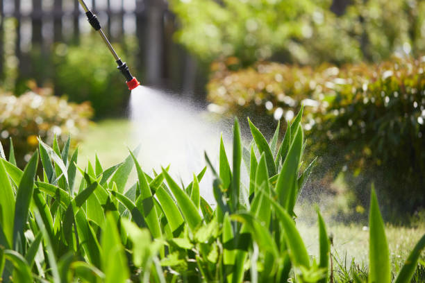 24/7 Emergency Termite Control experts in Montegut, LA